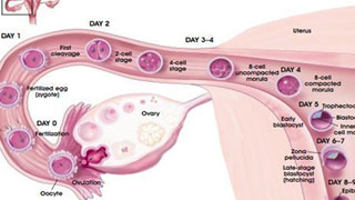 Sparsha Infertility Centre | Blastocyt Transfer